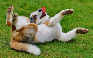 dog, dog toy, aussie, australian shepherd, dog photo