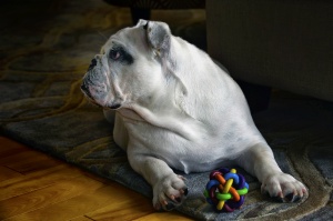 dog, dog toy, dog toys, bulldog