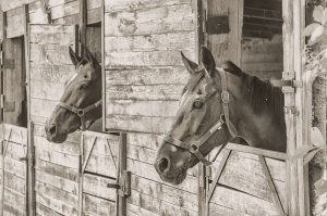 horses, horse manure crisis, photography, animal photography, great horse manure crisis of 1894