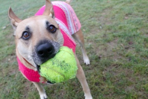 dog, tennis ball, kong, dog toy