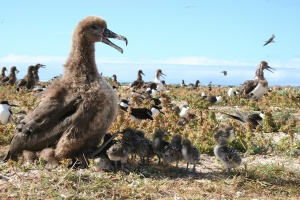 albatross, seabird, sea birds, animals, wildlife, marine life, marine animals