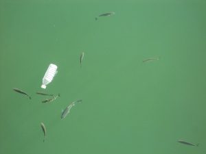 pollution, plastic, water bottles, plastic bottles