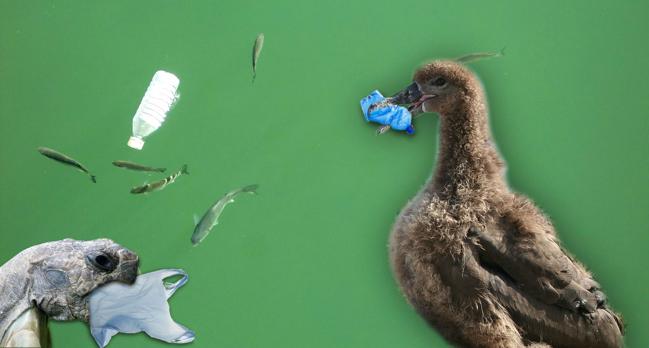plastic, plastic debris, recycle, marine animals, why do animals eat plastc, animals eating plastic, environment