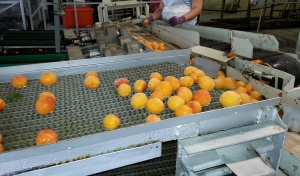Food-Grade Lubricants