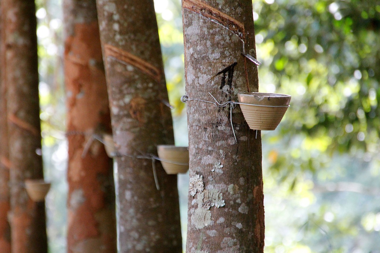 natural rubber, rubber tree, rubber plant