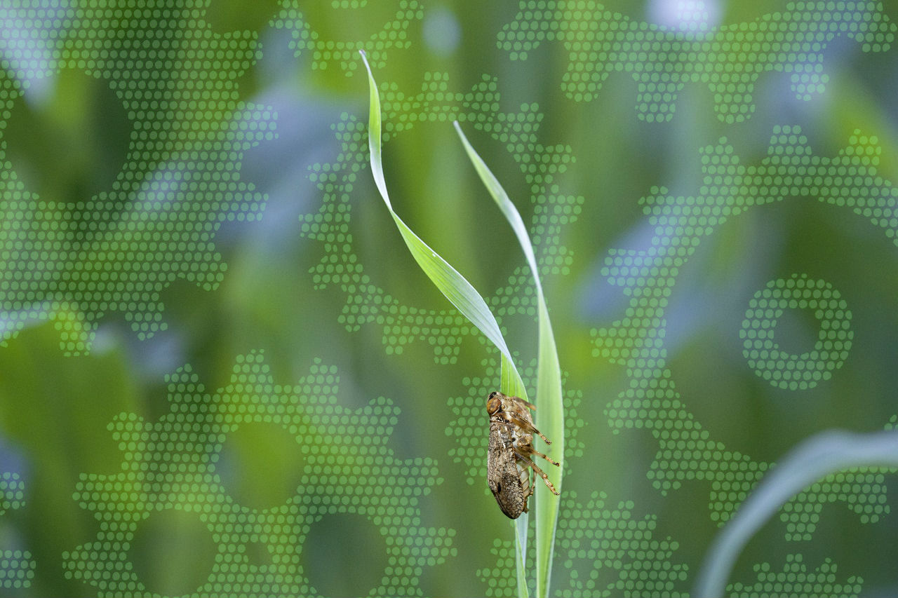 gears in nature, biomimicry, issus, Issus coleoptratus , insect with gears, animals with gears