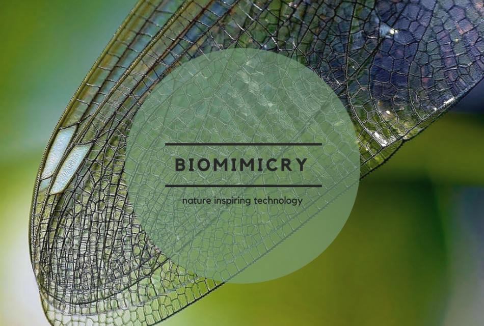 biomimicry, nature inspiring technology, biomimetic, technology