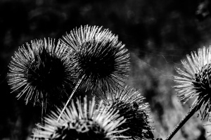 burdock, velcro, biomimicry