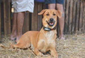 electronic dog collar