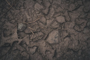 buried ferraris